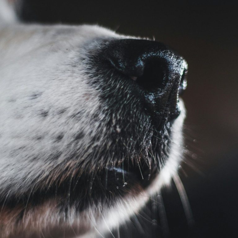 A dog's nose is 300,000 times more sensitive than humans